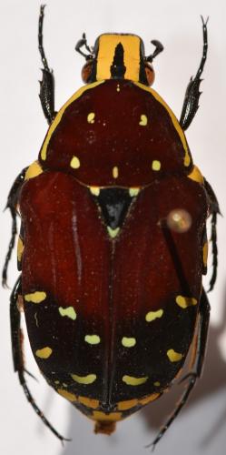 Réf. 253 388 : Euchroea histrionica